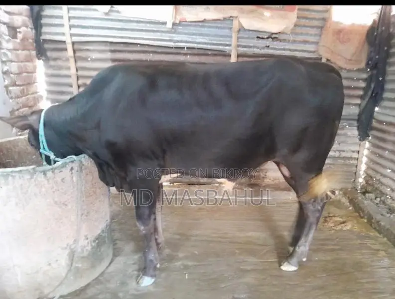 গরু বিক্রি হবে