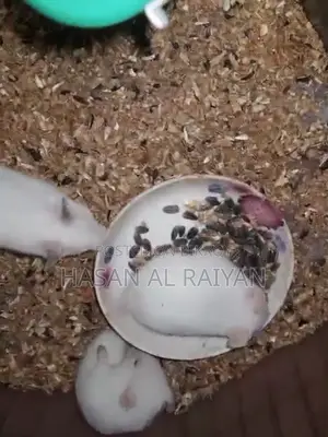 Albino Syrian hamster