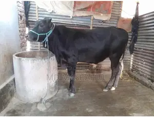গরু বিক্রি হবে