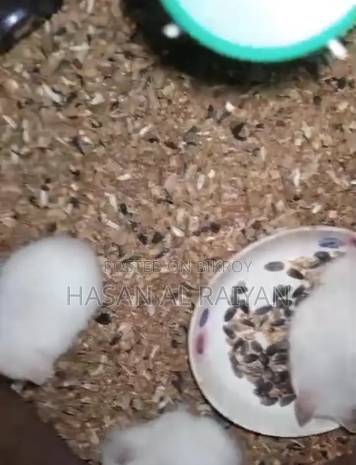 Albino Syrian hamster
