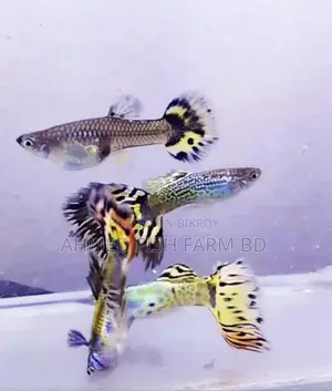 Guppy Leopard Super Quality