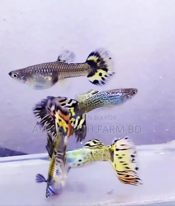Guppy Leopard Super Quality