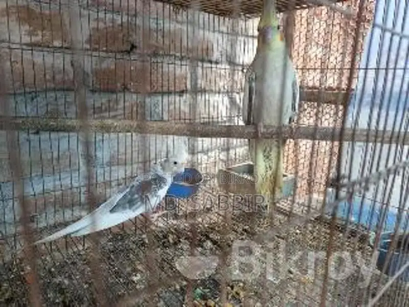 ককাটেল পাখি