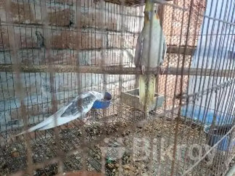 ককাটেল পাখি