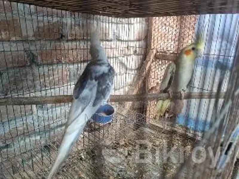 ককাটেল পাখি