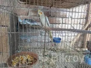 ককাটেল পাখি