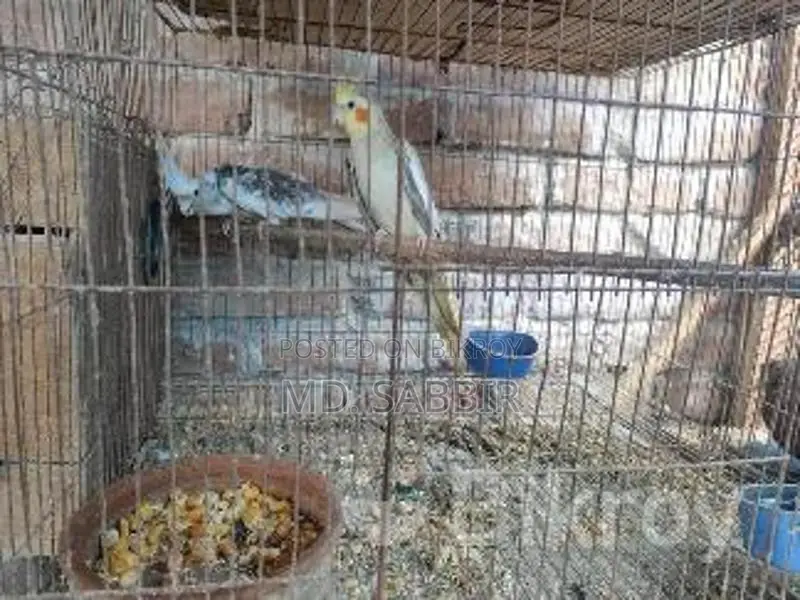 ককাটেল পাখি