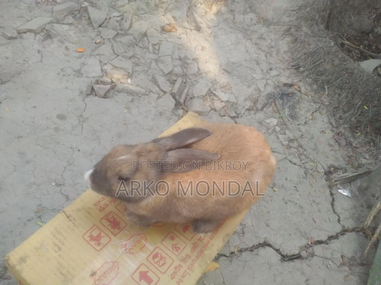 Rabbit for Sale