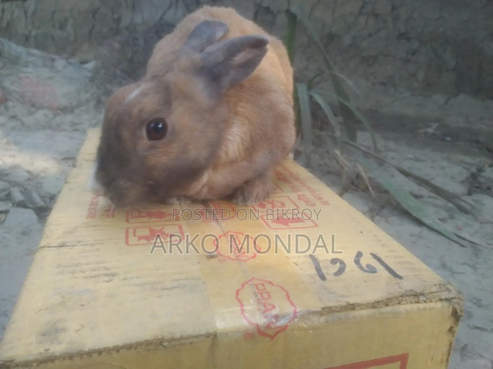Rabbit for Sale