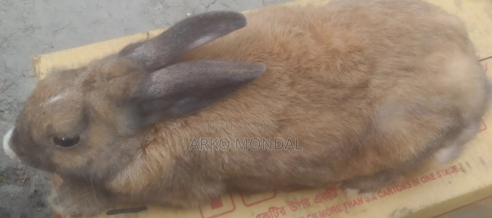 Rabbit for Sale