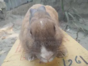 Rabbit for Sale