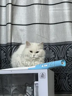Traditional Persian Cat Long Coat