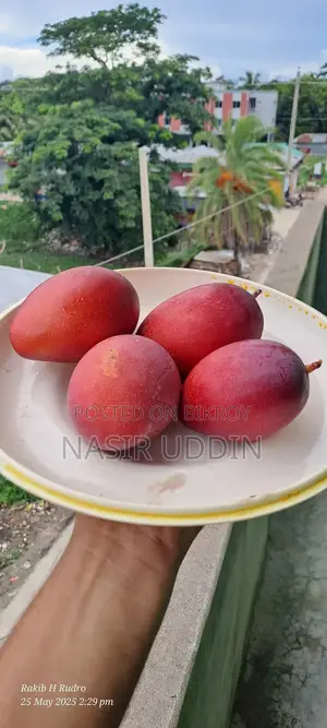 সুর্য ডিম আম গাছ