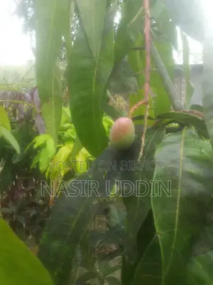 সুর্য ডিম আম গাছ