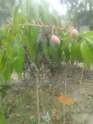 সুর্য ডিম আম গাছ