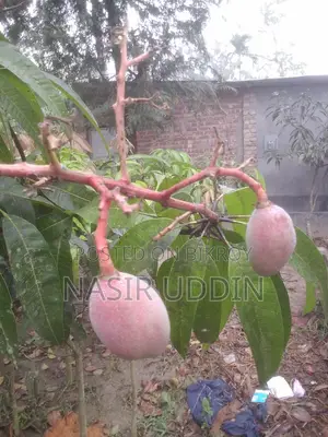 সুর্য ডিম আম গাছ
