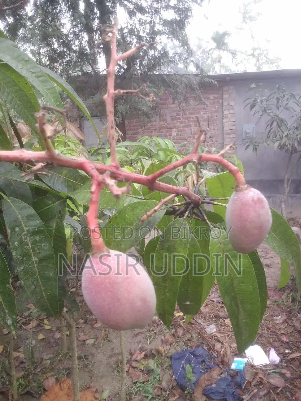 সুর্য ডিম আম গাছ