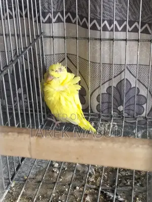 ক্লাসিক,রেইনবো এবং জেপির বাচ্চা