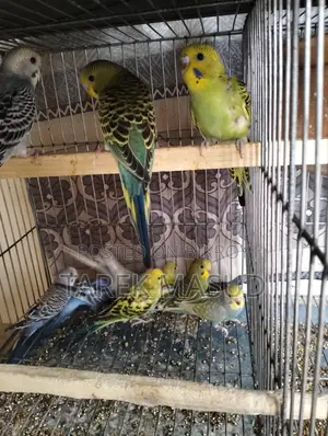 ক্লাসিক,রেইনবো এবং জেপির বাচ্চা