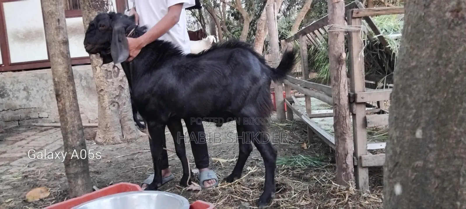 ব্রিডিং অথবা পুজার জন্য বড়ো পাঠা লাইভ৫০ কেজি+