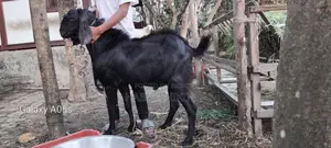 Large goat for breeding or puja, live weight 50kg+