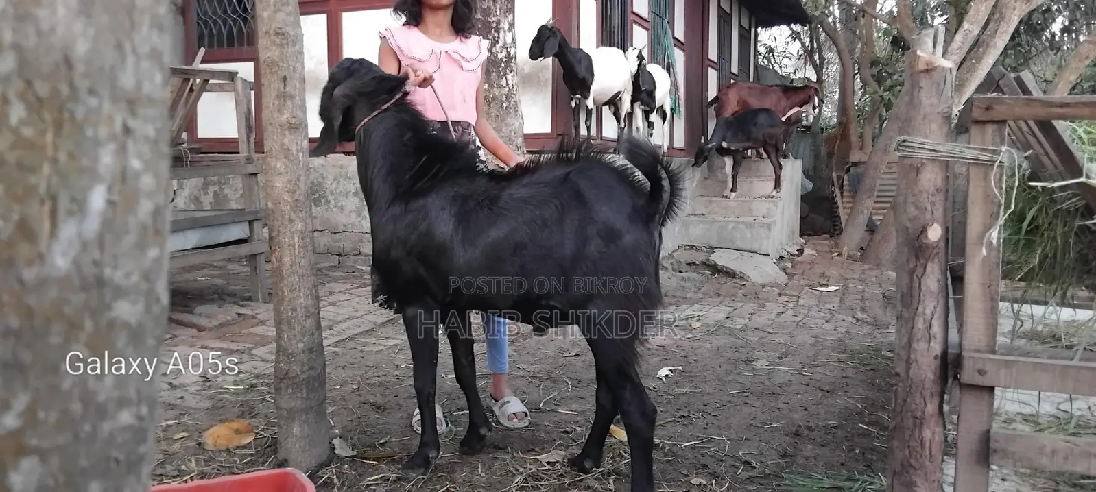 ব্রিডিং অথবা পুজার জন্য বড়ো পাঠা লাইভ৫০ কেজি+