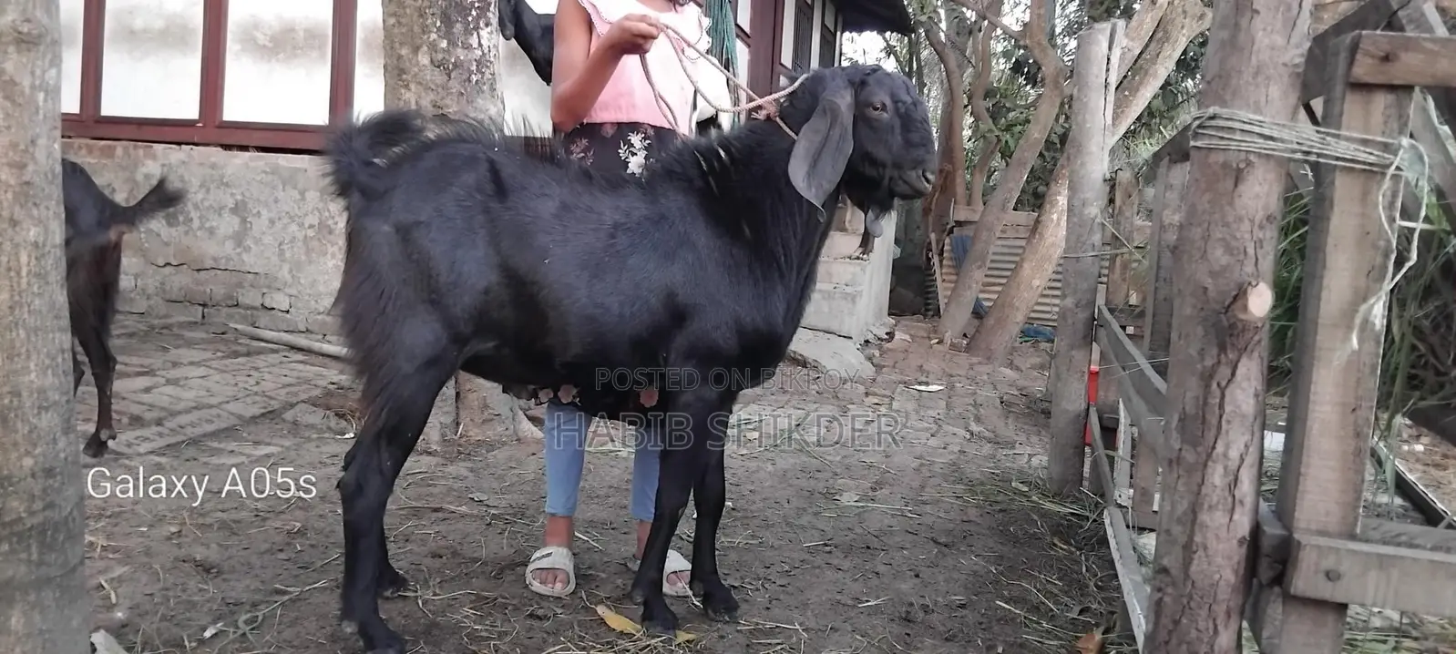 ব্রিডিং অথবা পুজার জন্য বড়ো পাঠা লাইভ৫০ কেজি+