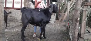 ব্রিডিং অথবা পুজার জন্য বড়ো পাঠা লাইভ৫০ কেজি+
