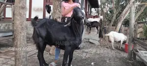 ব্রিডিং অথবা পুজার জন্য বড়ো পাঠা লাইভ৫০ কেজি+