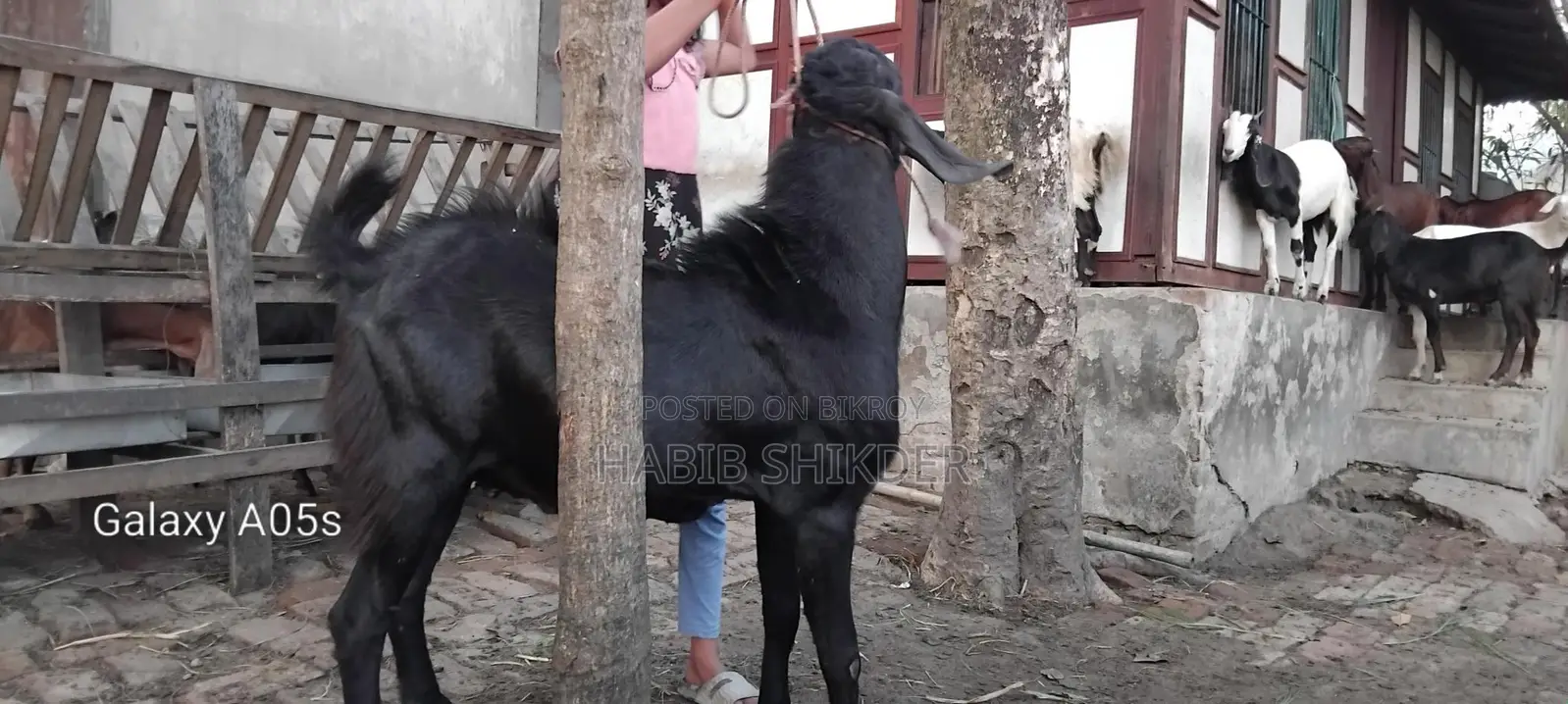 ব্রিডিং অথবা পুজার জন্য বড়ো পাঠা লাইভ৫০ কেজি+