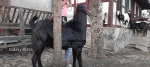 ব্রিডিং অথবা পুজার জন্য বড়ো পাঠা লাইভ৫০ কেজি+