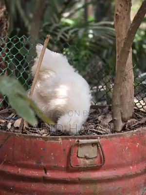 Silkie and Sultan Chicken Hatching Eggs