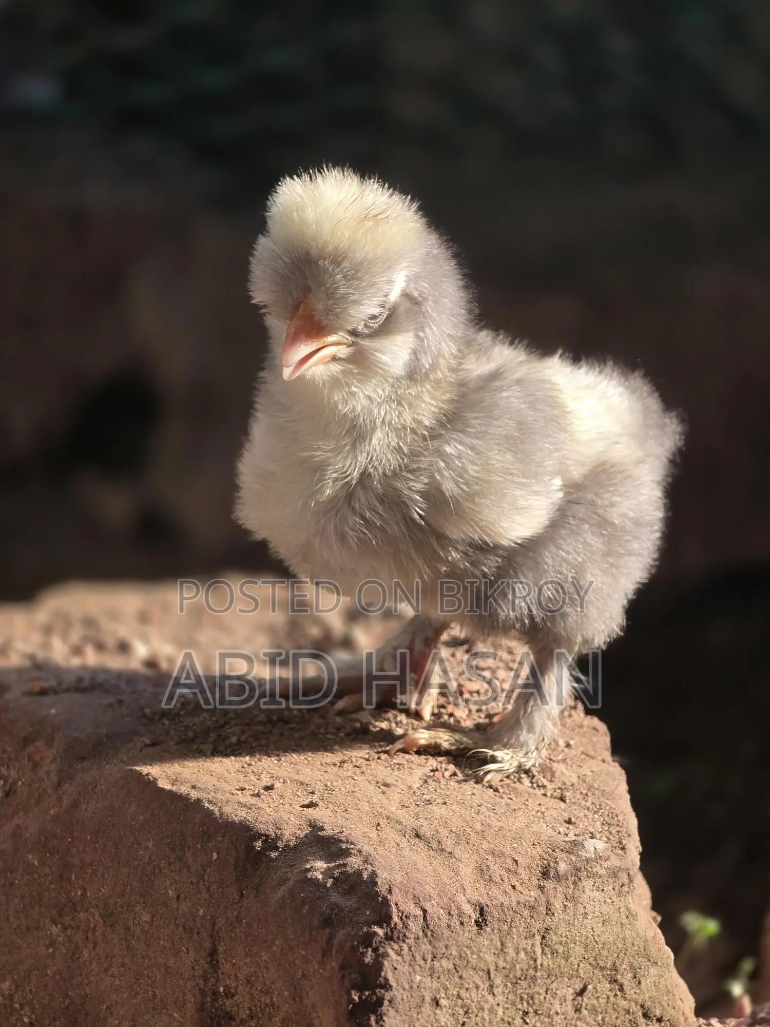 Silkie and Sultan Chicken Hatching Eggs