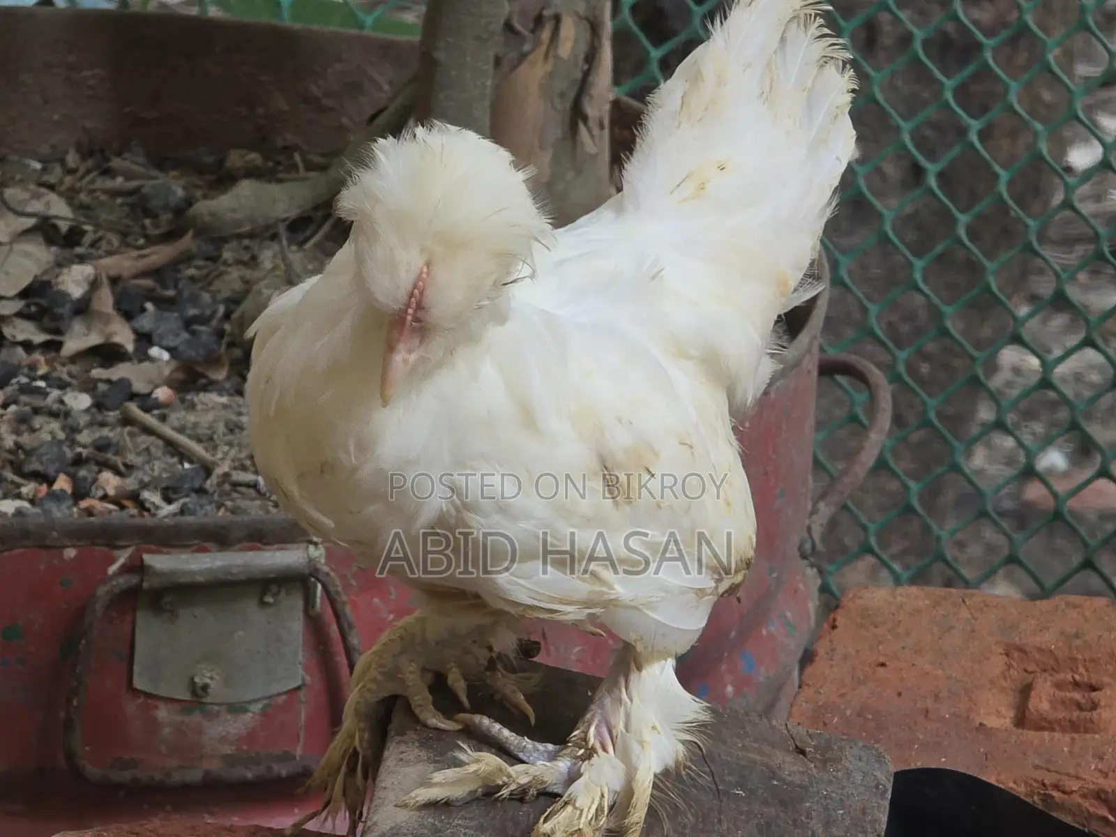 Silkie and Sultan Chicken Hatching Eggs