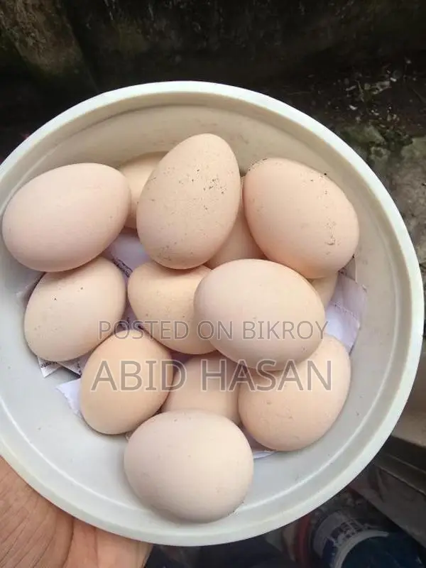 Silkie and Sultan Chicken Hatching Eggs