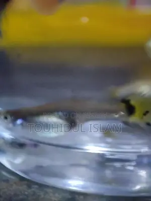 Dumbo Ear Guppies & Endlers available.