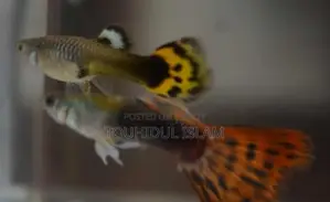 Dumbo Ear Guppies & Endlers available.