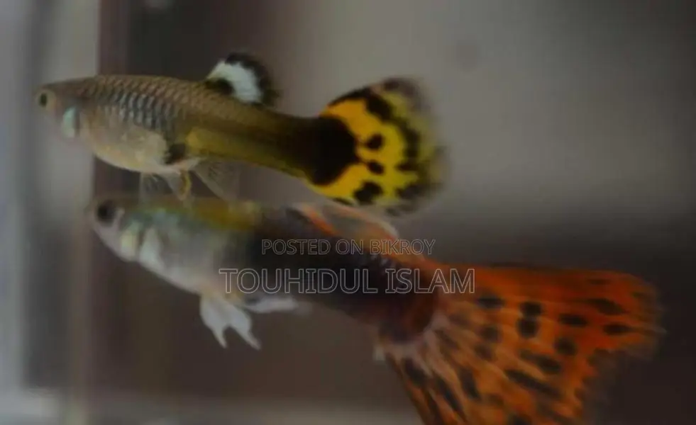 Dumbo Ear Guppies & Endlers available.