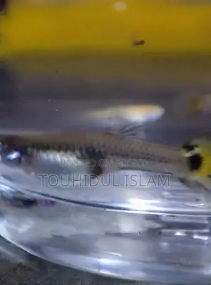Dumbo Ear Guppies & Endlers available.
