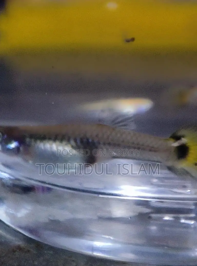 Dumbo Ear Guppies & Endlers available.
