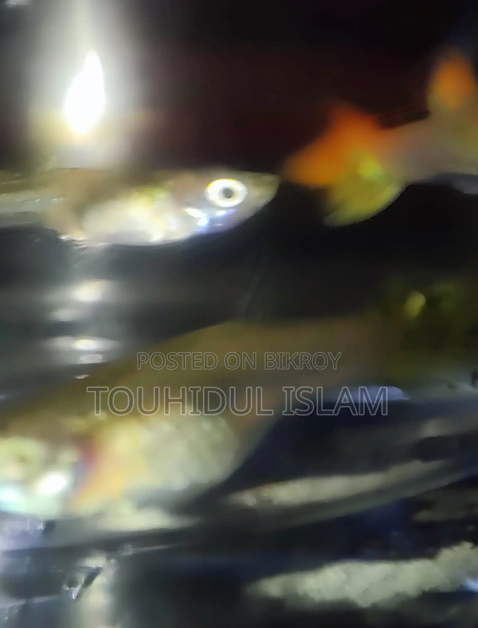 Dumbo Ear Guppies & Endlers available.