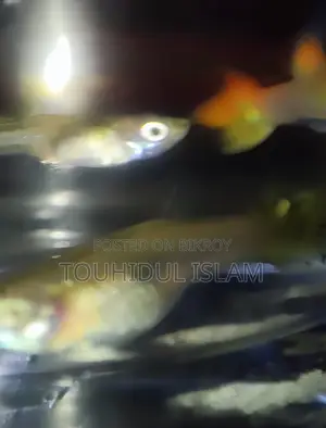 Dumbo Ear Guppies & Endlers available.