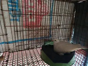 ডিম সহ রানিং ঘুঘু পাখি