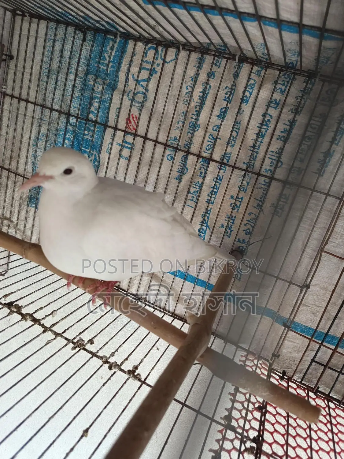 ডিম সহ রানিং ঘুঘু পাখি
