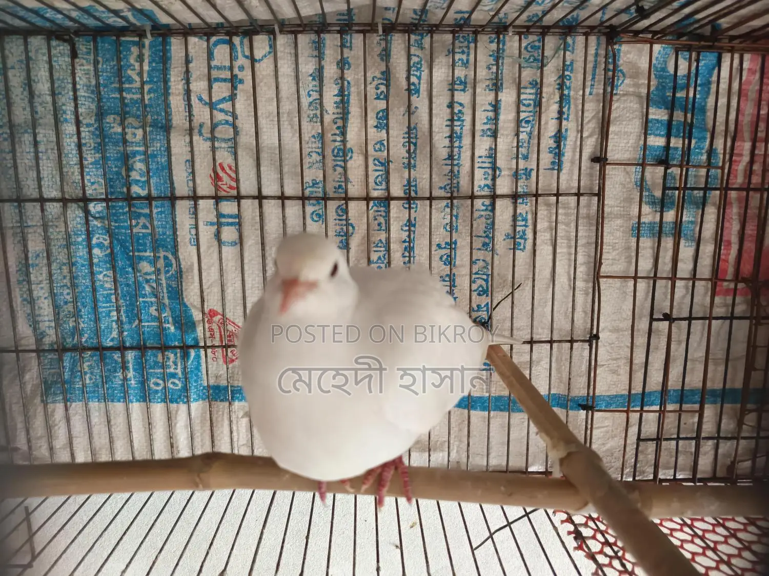 ডিম সহ রানিং ঘুঘু পাখি