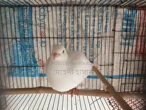 ডিম সহ রানিং ঘুঘু পাখি