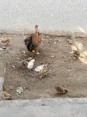 দেশি মুরগির বাচ্চা