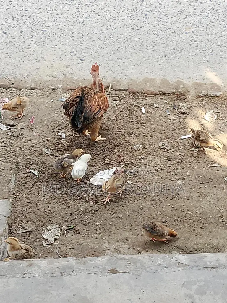 Native Chicken Chicks
