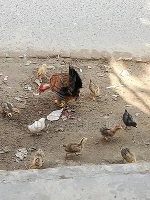 Native Chicken Chicks