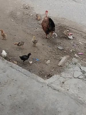 Native Chicken Chicks